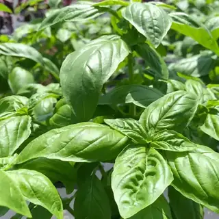 Basil