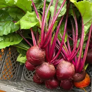 Beets