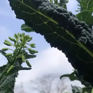 Black Cabbage