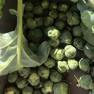 Brussels Sprouts