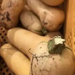 Butternut