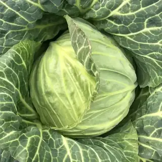 Cabbage