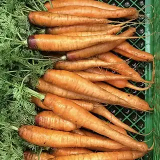 Carrot