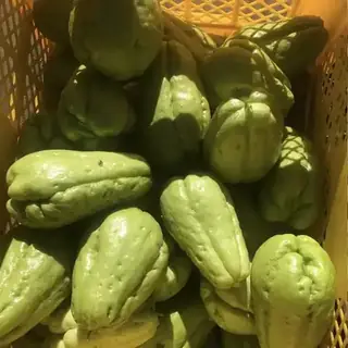 Chayote
