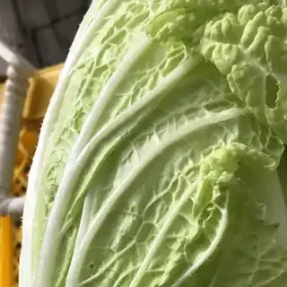Chinese Cabbage