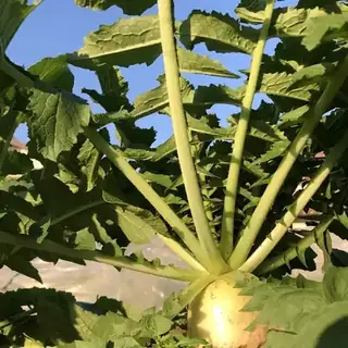 Daikon