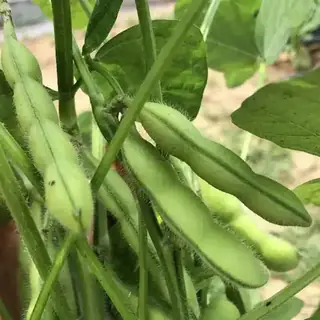 Edamame
