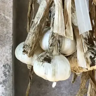 Garlic