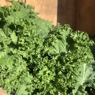 Kale