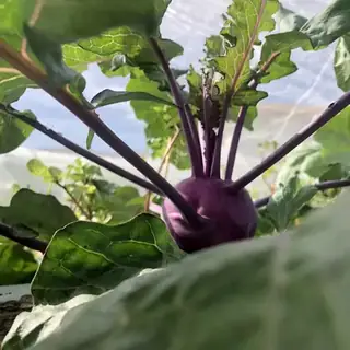 Kohlrabi