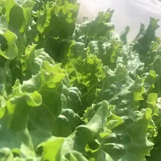 Leaf Lettuce