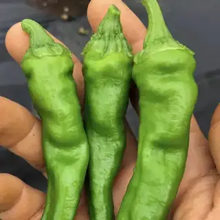 Manganji Pepper