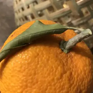 Mikan