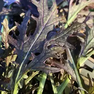 Mustard Greens