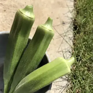 Okra
