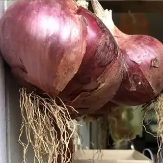 Onion