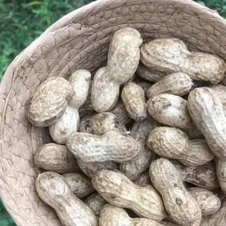 Peanut