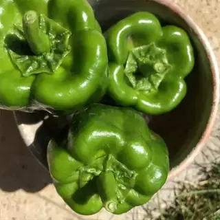 Bell Pepper