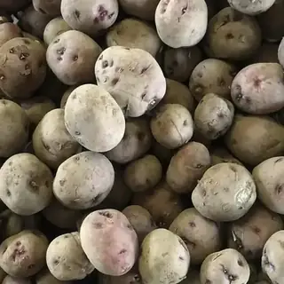 Potato