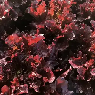 Red Lettuce