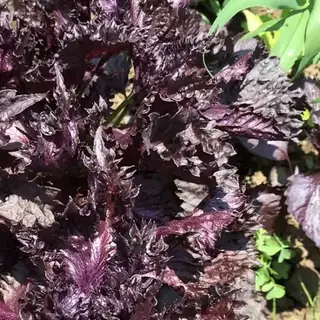 Shiso