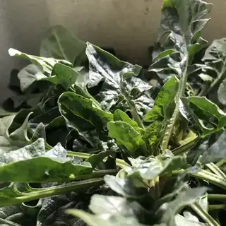 Spinach
