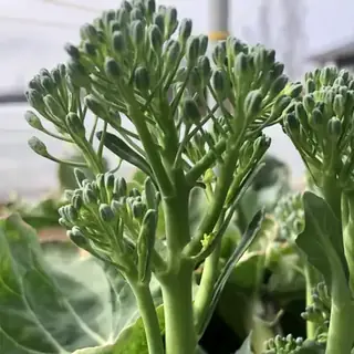 Stick Broccoli