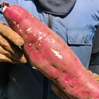 Sweet Potato