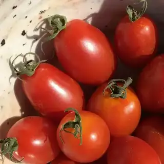 Tomato