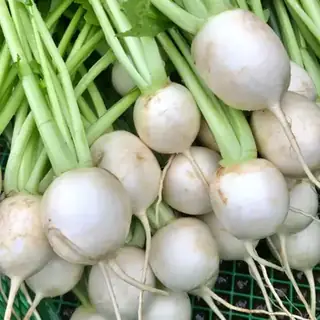 Turnip