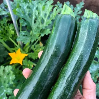 Zucchini